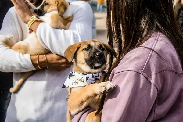 Tel Aviv, İsrail 2 Şubat 2024 SOS Hayvan Derneği 'nden yeni bir köpek sahibi yok edilmiş kibbutzlardan terk edilmiş köpeklerin evlat edinilmesi için Place Otage' da bir gün düzenliyor.