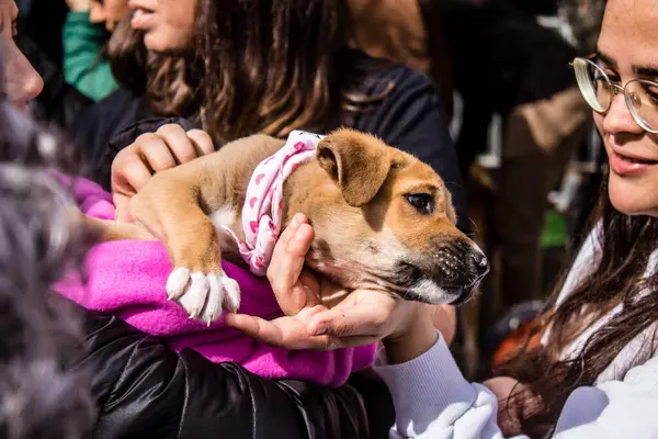 Tel Aviv, İsrail 2 Şubat 2024 SOS Animaux Derneği gönüllüleri Otage Meydanı 'nda yıkılmış kibbutzim' den terk edilmiş köpeklerin evlat edinilmesine adanmış bir gün organize ediyorlar.