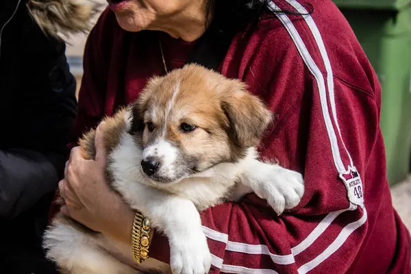 Tel Aviv, İsrail 2 Şubat 2024 SOS Animaux Derneği gönüllüleri Otage Meydanı 'nda yıkılmış kibbutzim' den terk edilmiş köpeklerin evlat edinilmesine adanmış bir gün organize ediyorlar.