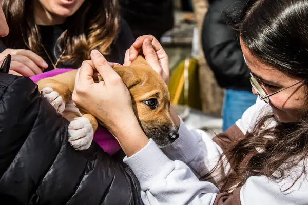 Tel Aviv, İsrail 2 Şubat 2024 SOS Animaux Derneği gönüllüleri Otage Meydanı 'nda yıkılmış kibbutzim' den terk edilmiş köpeklerin evlat edinilmesine adanmış bir gün organize ediyorlar.