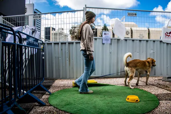 Tel Aviv, İsrail 2 Şubat 2024 SOS Animaux Derneği gönüllüleri Otage Meydanı 'nda yıkılmış kibbutzim' den terk edilmiş köpeklerin evlat edinilmesine adanmış bir gün organize ediyorlar.