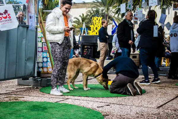 Tel Aviv, İsrail 2 Şubat 2024 SOS Animaux Derneği gönüllüleri Otage Meydanı 'nda yıkılmış kibbutzim' den terk edilmiş köpeklerin evlat edinilmesine adanmış bir gün organize ediyorlar.