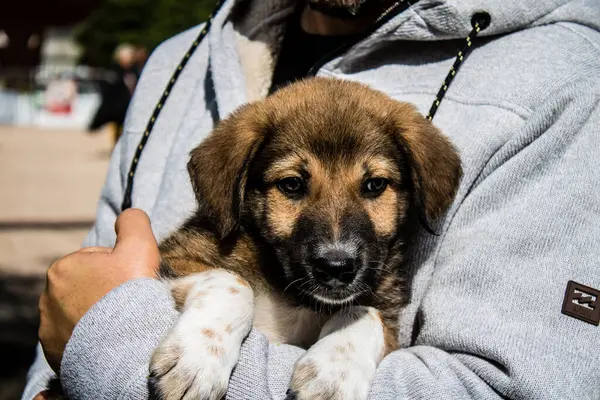 Tel Aviv, İsrail 2 Şubat 2024 SOS Hayvanları Derneği, Hamas terörist saldırısının ardından terk edilmiş köpeklerin evlat edinilmesine adanmış Otages Meydanı 'nda bir gün düzenledi.