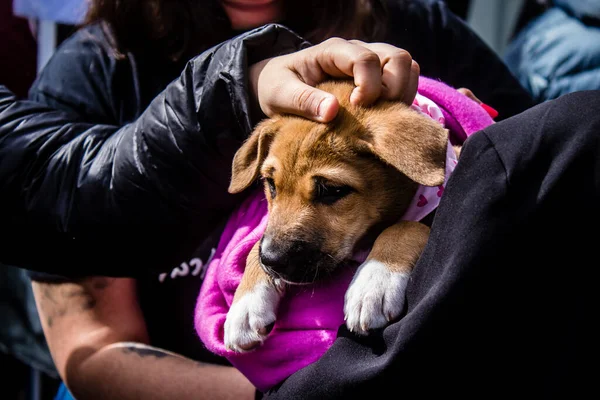 Tel Aviv, İsrail 2 Şubat 2024 SOS Hayvanları Derneği, Hamas terörist saldırısının ardından terk edilmiş köpeklerin evlat edinilmesine adanmış Otages Meydanı 'nda bir gün düzenledi.