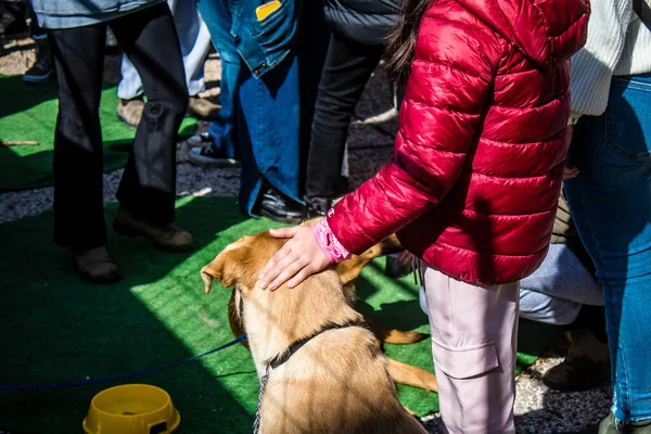 Tel Aviv, İsrail 2 Şubat 2024 SOS Hayvan Derneği 'nden gençler. Otage Meydanı' nda terk edilmiş köpeklerin yok edilmiş kibbutzlardan evlat edinilmesine adanmış bir gün düzenliyorlar.
