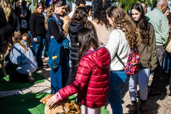 Tel Aviv, İsrail 2 Şubat 2024 SOS Hayvan Derneği 'nden gençler. Otage Meydanı' nda terk edilmiş köpeklerin yok edilmiş kibbutzlardan evlat edinilmesine adanmış bir gün düzenliyorlar.