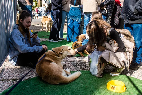 Tel Aviv, İsrail 2 Şubat 2024 SOS Hayvan Derneği 'nden gençler. Otage Meydanı' nda terk edilmiş köpeklerin yok edilmiş kibbutzlardan evlat edinilmesine adanmış bir gün düzenliyorlar.
