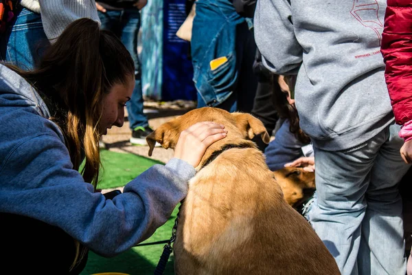 Tel Aviv, İsrail 2 Şubat 2024 SOS Hayvan Derneği 'nden gençler. Otage Meydanı' nda terk edilmiş köpeklerin yok edilmiş kibbutzlardan evlat edinilmesine adanmış bir gün düzenliyorlar.
