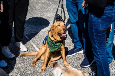 Tel Aviv, İsrail, 9 Şubat 2024 İsrail askeri Rehineler Meydanı 'nda köpeklerle savaşıyor. Savaşan köpekler kendi başlarına asker olarak kabul edilir ve savaş alanında çok önemli bir rol oynarlar..
