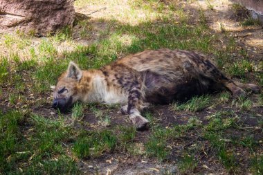 Kharkiv, Ukrayna, 11 Haziran 2024 Kharkiv Hayvanat Bahçesi, 1895 'te kuruldu. Savaşa ve şehre saldırı riskine rağmen burası açık ve aileler ve askerler tarafından ziyaret ediliyor..