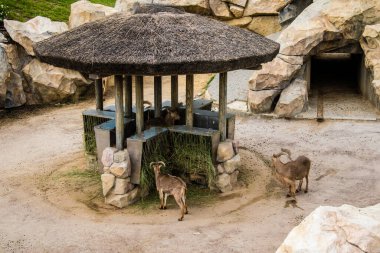 Kharkiv, Ukrayna, 11 Haziran 2024 Kharkiv Hayvanat Bahçesi, 1895 'te kuruldu. Savaşa ve şehre saldırı riskine rağmen burası açık ve aileler ve askerler tarafından ziyaret ediliyor..