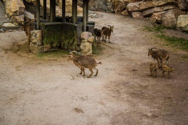 Kharkiv, Ukrayna, 11 Haziran 2024 Kharkiv Hayvanat Bahçesi, 1895 'te kuruldu. Savaşa ve şehre saldırı riskine rağmen burası açık ve aileler ve askerler tarafından ziyaret ediliyor..