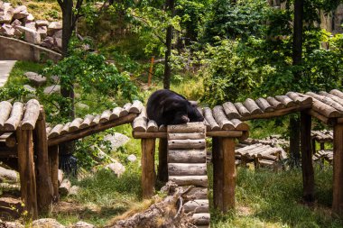 Kharkiv, Ukrayna, 11 Haziran 2024 Kharkiv Hayvanat Bahçesi, 1895 'te kuruldu. Savaşa ve şehre saldırı riskine rağmen burası açık ve aileler ve askerler tarafından ziyaret ediliyor..
