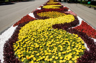 Kharkiv, Ukrayna, 21 Haziran 2024 Shevchenko Garden, yüzyıllık meşe ağaçları, fıskiyeler, çiçek yatakları ve spor malzemeleriyle Harkiv 'in göbeğinde bulunan zarif bir park. İnsanlar oraya yürümeyi sever..