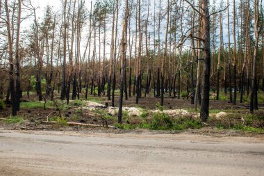 Kharkiv Oblastı, Ukrayna, 25 Haziran 2024 Ukrayna ve Rus silahlı kuvvetleri arasındaki gri bölgede. Bu tampon bölge tehlikeli ve bölgede öfke ile mücadele ediliyor..