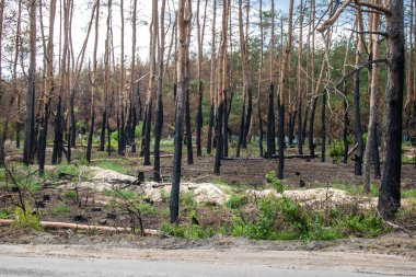 Kharkiv Oblastı, Ukrayna, 25 Haziran 2024 Ukrayna ve Rus silahlı kuvvetleri arasındaki gri bölgede. Bu tampon bölge tehlikeli ve bölgede öfke ile mücadele ediliyor..