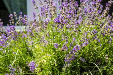 Kharkiv, Ukrayna, 25 Haziran 2024 Kharkiv şehri Rusya ile savaş sırasında, Kharkiv 'deki binalar Rus füzelerinin hedefi ve insanlar her gün sirenler çalsa da sokaklardalar.