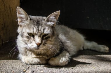 Odessa, Ukrayna, 14 Temmuz 2024 Odessa sokaklarında kedi. Bölge sakinleri sokakta yaşayan kedileri beslemeye ve onlara bakmaya alışıktır..