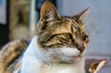 Odessa, Ukrayna, 14 Temmuz 2024 Odessa sokaklarında kedi. Bölge sakinleri sokakta yaşayan kedileri beslemeye ve onlara bakmaya alışıktır..