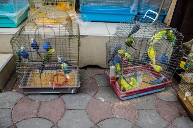 Odessa, Ukrayna, 21 Temmuz 2024. Starokonny pazarında satılan egzotik kuşlar. Bu pazar, dünyanın dört bir yanından gelen çok çeşitli egzotik kuşlar da dahil olmak üzere hayvan satışıyla ünlüdür..