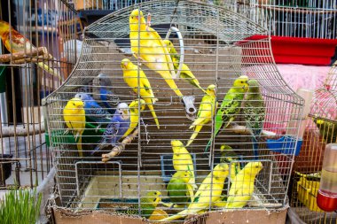 Odessa, Ukrayna, 21 Temmuz 2024. Starokonny pazarında satılan egzotik kuşlar. Bu pazar, dünyanın dört bir yanından gelen çok çeşitli egzotik kuşlar da dahil olmak üzere hayvan satışıyla ünlüdür..