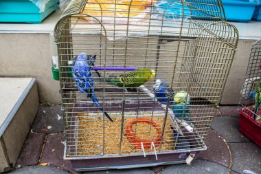 Odessa, Ukrayna, 21 Temmuz 2024. Starokonny pazarında satılan egzotik kuşlar. Bu pazar, dünyanın dört bir yanından gelen çok çeşitli egzotik kuşlar da dahil olmak üzere hayvan satışıyla ünlüdür..