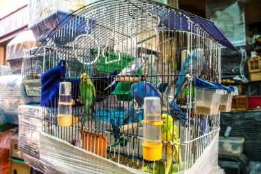 Odessa, Ukrayna, 21 Temmuz 2024. Starokonny pazarında satılan egzotik kuşlar. Bu pazar, dünyanın dört bir yanından gelen çok çeşitli egzotik kuşlar da dahil olmak üzere hayvan satışıyla ünlüdür..