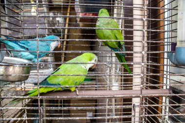 Odessa, Ukrayna, 21 Temmuz 2024. Starokonny pazarında satılan egzotik kuşlar. Bu pazar, dünyanın dört bir yanından gelen çok çeşitli egzotik kuşlar da dahil olmak üzere hayvan satışıyla ünlüdür..