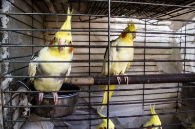 Odessa, Ukrayna, 21 Temmuz 2024. Starokonny pazarında satılan egzotik kuşlar. Bu pazar, dünyanın dört bir yanından gelen çok çeşitli egzotik kuşlar da dahil olmak üzere hayvan satışıyla ünlüdür..