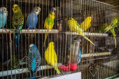 Odessa, Ukrayna, 21 Temmuz 2024. Starokonny pazarında satılan egzotik kuşlar. Bu pazar, dünyanın dört bir yanından gelen çok çeşitli egzotik kuşlar da dahil olmak üzere hayvan satışıyla ünlüdür..
