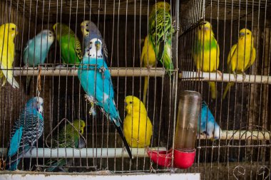 Odessa, Ukrayna, 21 Temmuz 2024. Starokonny pazarında satılan egzotik kuşlar. Bu pazar, dünyanın dört bir yanından gelen çok çeşitli egzotik kuşlar da dahil olmak üzere hayvan satışıyla ünlüdür..
