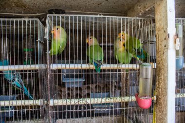 Odessa, Ukrayna, 21 Temmuz 2024. Starokonny pazarında satılan egzotik kuşlar. Bu pazar, dünyanın dört bir yanından gelen çok çeşitli egzotik kuşlar da dahil olmak üzere hayvan satışıyla ünlüdür..