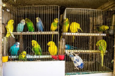 Odessa, Ukrayna, 21 Temmuz 2024. Starokonny pazarında satılan egzotik kuşlar. Bu pazar, dünyanın dört bir yanından gelen çok çeşitli egzotik kuşlar da dahil olmak üzere hayvan satışıyla ünlüdür..