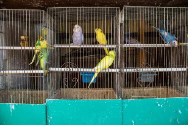 Odessa, Ukrayna, 21 Temmuz 2024. Starokonny pazarında satılan egzotik kuşlar. Bu pazar, dünyanın dört bir yanından gelen çok çeşitli egzotik kuşlar da dahil olmak üzere hayvan satışıyla ünlüdür..