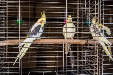 Odessa, Ukrayna, 21 Temmuz 2024. Starokonny pazarında satılan egzotik kuşlar. Bu pazar, dünyanın dört bir yanından gelen çok çeşitli egzotik kuşlar da dahil olmak üzere hayvan satışıyla ünlüdür..