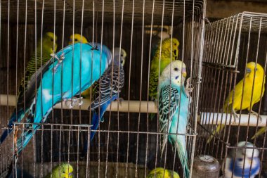 Odessa, Ukrayna, 21 Temmuz 2024. Starokonny pazarında satılan egzotik kuşlar. Bu pazar, dünyanın dört bir yanından gelen çok çeşitli egzotik kuşlar da dahil olmak üzere hayvan satışıyla ünlüdür..
