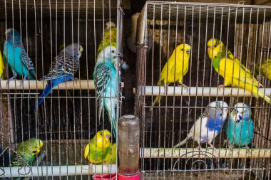 Odessa, Ukrayna, 21 Temmuz 2024. Starokonny pazarında satılan egzotik kuşlar. Bu pazar, dünyanın dört bir yanından gelen çok çeşitli egzotik kuşlar da dahil olmak üzere hayvan satışıyla ünlüdür..