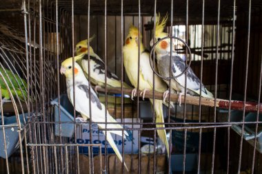 Odessa, Ukrayna, 21 Temmuz 2024. Starokonny pazarında satılan egzotik kuşlar. Bu pazar, dünyanın dört bir yanından gelen çok çeşitli egzotik kuşlar da dahil olmak üzere hayvan satışıyla ünlüdür..