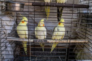 Odessa, Ukrayna, 21 Temmuz 2024. Starokonny pazarında satılan egzotik kuşlar. Bu pazar, dünyanın dört bir yanından gelen çok çeşitli egzotik kuşlar da dahil olmak üzere hayvan satışıyla ünlüdür..