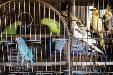 Odessa, Ukrayna, 21 Temmuz 2024. Starokonny pazarında satılan egzotik kuşlar. Bu pazar, dünyanın dört bir yanından gelen çok çeşitli egzotik kuşlar da dahil olmak üzere hayvan satışıyla ünlüdür..