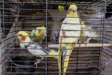 Odessa, Ukrayna, 21 Temmuz 2024. Starokonny pazarında satılan egzotik kuşlar. Bu pazar, dünyanın dört bir yanından gelen çok çeşitli egzotik kuşlar da dahil olmak üzere hayvan satışıyla ünlüdür..