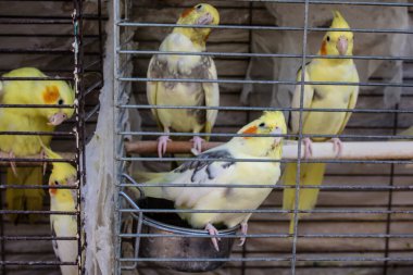 Odessa, Ukrayna, 21 Temmuz 2024. Starokonny pazarında satılan egzotik kuşlar. Bu pazar, dünyanın dört bir yanından gelen çok çeşitli egzotik kuşlar da dahil olmak üzere hayvan satışıyla ünlüdür..