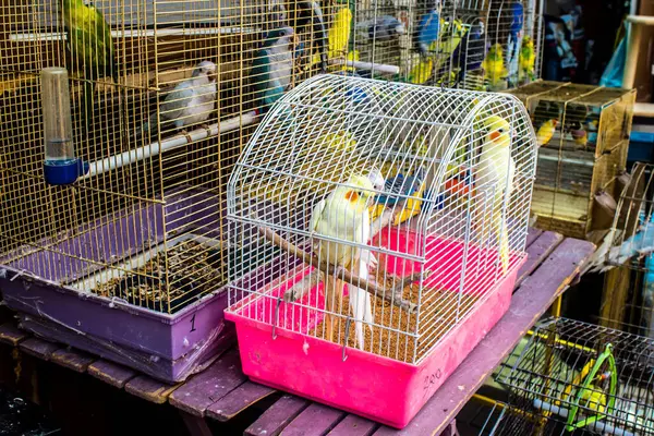 Odessa, Ukrayna, 21 Temmuz 2024. Starokonny pazarında satılan egzotik kuşlar. Bu pazar, dünyanın dört bir yanından gelen çok çeşitli egzotik kuşlar da dahil olmak üzere hayvan satışıyla ünlüdür..