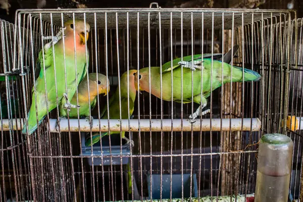 Odessa, Ukrayna, 21 Temmuz 2024. Starokonny pazarında satılan egzotik kuşlar. Bu pazar, dünyanın dört bir yanından gelen çok çeşitli egzotik kuşlar da dahil olmak üzere hayvan satışıyla ünlüdür..
