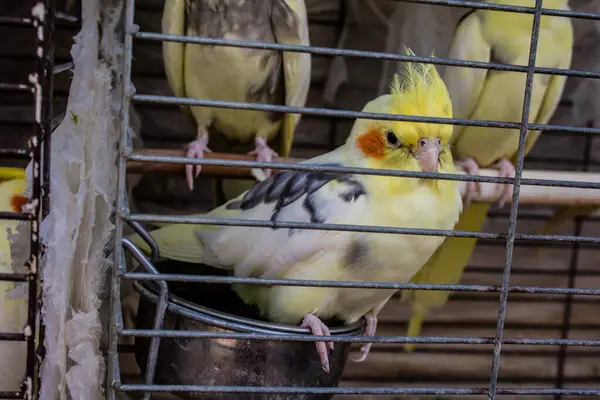 Odessa, Ukrayna, 21 Temmuz 2024. Starokonny pazarında satılan egzotik kuşlar. Bu pazar, dünyanın dört bir yanından gelen çok çeşitli egzotik kuşlar da dahil olmak üzere hayvan satışıyla ünlüdür..