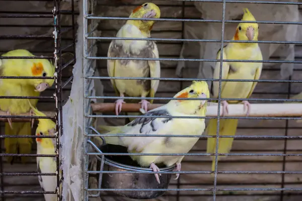 Odessa, Ukrayna, 21 Temmuz 2024. Starokonny pazarında satılan egzotik kuşlar. Bu pazar, dünyanın dört bir yanından gelen çok çeşitli egzotik kuşlar da dahil olmak üzere hayvan satışıyla ünlüdür..