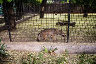 Odesa, Ukrayna, 22 Temmuz 2024 Odesa Hayvanat Bahçesi ülke çapında değerli bir doğa koruma alanına sahiptir. Savaşa ve şehre saldırı riskine rağmen burası açık ve aileler tarafından ziyaret ediliyor..