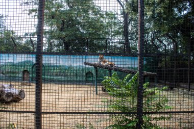 Odesa, Ukrayna, 22 Temmuz 2024 Odesa Hayvanat Bahçesi ülke çapında değerli bir doğa koruma alanına sahiptir. Savaşa ve şehre saldırı riskine rağmen burası açık ve aileler tarafından ziyaret ediliyor..