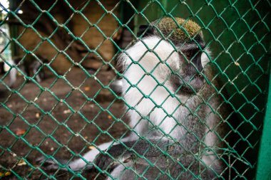 Odesa, Ukrayna, 22 Temmuz 2024 Odesa Hayvanat Bahçesi ülke çapında değerli bir doğa koruma alanına sahiptir. Savaşa ve şehre saldırı riskine rağmen burası açık ve aileler tarafından ziyaret ediliyor..