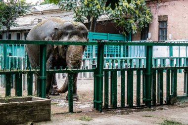 Odesa, Ukrayna, 22 Temmuz 2024 Odesa Hayvanat Bahçesi ülke çapında değerli bir doğa koruma alanına sahiptir. Savaşa ve şehre saldırı riskine rağmen burası açık ve aileler tarafından ziyaret ediliyor..